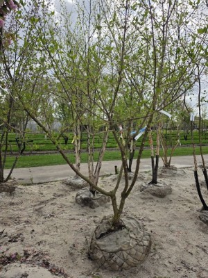 Afbeelding Gele kornoelje,  natuurlijke struikvorm - Cornus mas