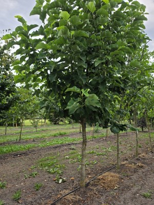Afbeelding Magnolie 'Yellow Bird' Halbstammbaum - Magnolia 'Yellow Bird'
