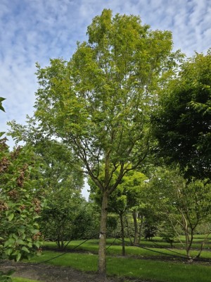 Afbeelding Vleugelnoot - Pterocarya fraxinifolia