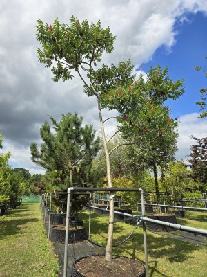 Afbeelding Fluweelboom - Rhus typhina