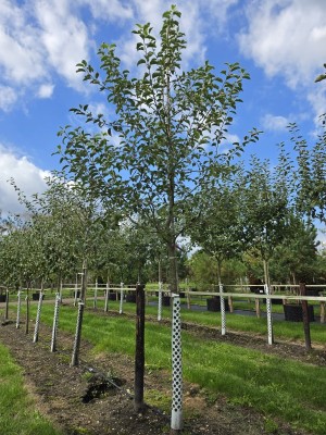 Afbeelding Jonagold handappel - Malus domestica 'Jonagold'