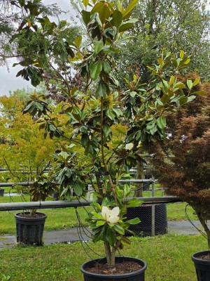 Afbeelding Magnolia grandiflora 'Galissonnière' - Magnolia grandiflora 'Galissonnière'
