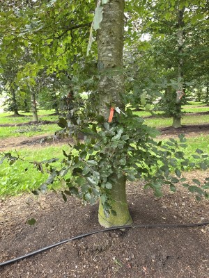 Afbeelding Rode of bruine beuk - Fagus sylvatica 'Atropunicea'