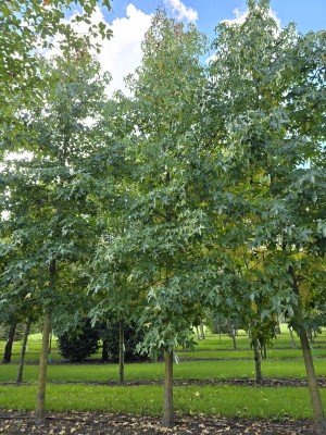 Afbeelding Amberboom - Liquidambar styraciflua