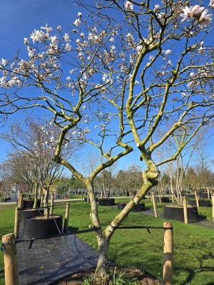 Afbeelding Stern-Magnolie - Magnolia stellata 'Rosea'