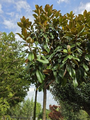 Afbeelding Grootbloemige groenblijvende Magnolia - Magnolia grandiflora 'Goliath'