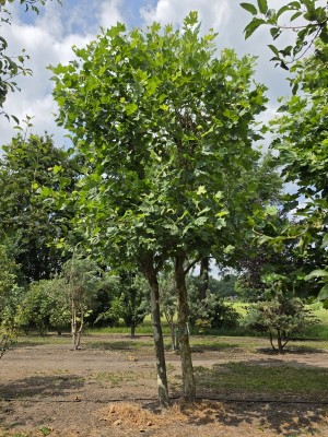 Afbeelding Plataan 2 stam als dakvorm - Platanus x Hispanica