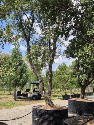 Afbeelding Kurkeik - Quercus Suber