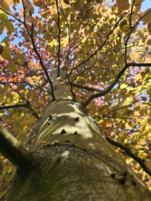 Afbeelding Rode beuk - Fagus sylvatica 'Atropunicea'