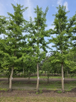 Afbeelding Tempelboom of Eendenpootboom - Ginkgo biloba