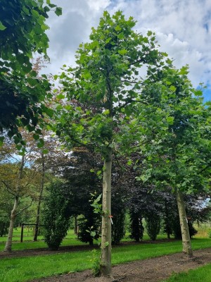 Afbeelding Plataan - Platanus x hispanica
