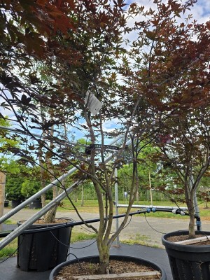 Afbeelding Japanischer Ahorn - Acer palmatum 'Red Emperor'