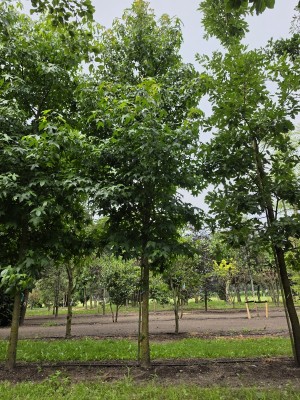 Afbeelding Amberboom - Liquidambar styraciflua