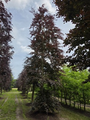 Afbeelding Rode beuk - Fagus sylvatica 'Atropunicea'