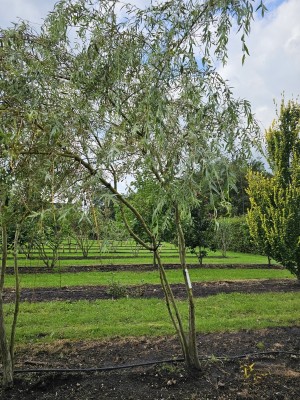 Afbeelding Trauerweide - Salix x sepulcralis 'Chrysocoma'