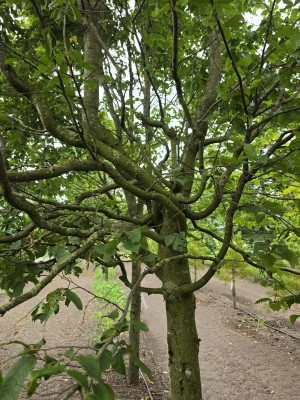 Afbeelding Zuilvormige haagbeuken op stam - Carpinus betulus 'Frans Fontaine'   (Fastigiata)