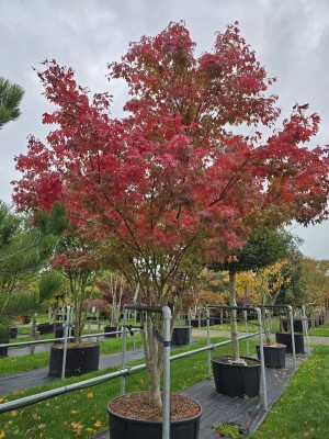 Afbeelding Mehrstämmiger japanischer Ahorn - Acer palmatum