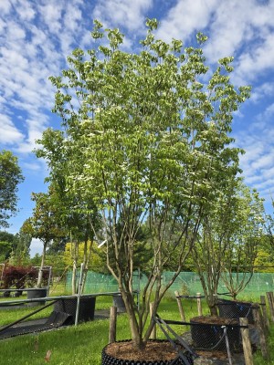 Afbeelding Japanse grootbloemige kornoelje - Cornus kousa 'Milky Way'