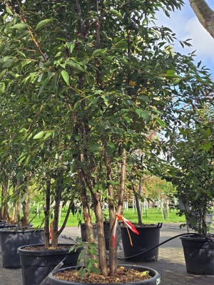 Afbeelding Zierkirsche - Prunus 'The Bride'