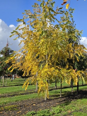 Afbeelding Zwarte notenboom - Juglans nigra