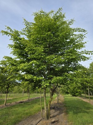 Afbeelding Haagbeuk - Carpinus betulus