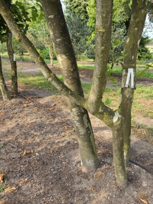 Afbeelding Platane 3-Stamm als Kletterbaum - Platanus x Hispanica