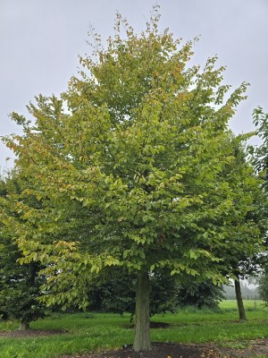 Afbeelding Hainbuche - Carpinus Betulus