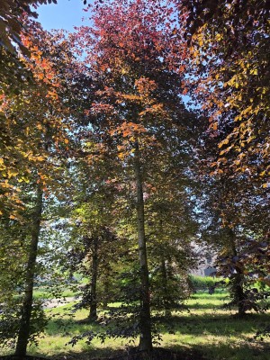 Afbeelding Rode beuk - Fagus sylvatica 'Atropunicea'