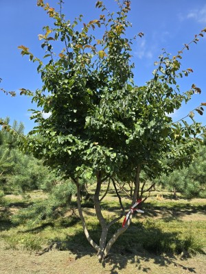 Afbeelding Perzisch IJzerhout - Parrotia persica