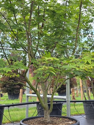 Afbeelding Japanischer Ahorn - Acer palmatum 'Osakazuki'