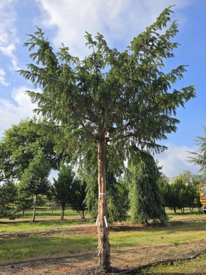 Afbeelding Trauer-Eibe - Taxus baccata dovastoniana 'Aurea Pendula'