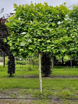 Afbeelding Leiplataan - Platanus hispanica