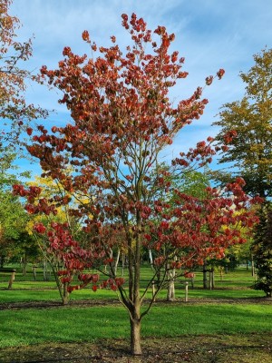 Afbeelding Veelbloemige Kornoelje - Cornus Florida 'Rainbow'