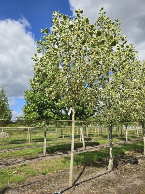Afbeelding Tulpenbaum 'Snowbird' - Liriodendron tulipifera 'Snowbird'