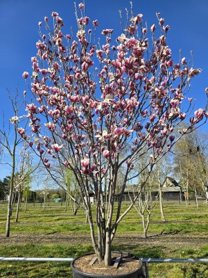 Afbeelding Magnolia - Magnolia 'Soulangeana'