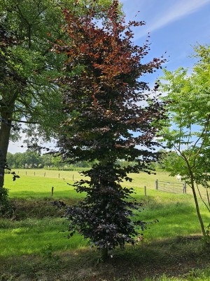 Afbeelding Rotbuche - Fagus sylvatica 'Atropunicea'