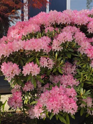 Afbeelding Japanse Rhododendron - Rhododendron Yakushimanum ‘Pink Cherub’