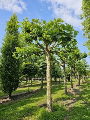 Afbeelding Dakplataan - Platanus hispanica