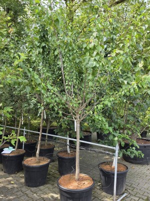 Afbeelding Reine-Claude-Handpflaume - Prunus domestica 'Reine Claude d'Oullins'