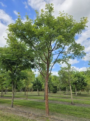 Afbeelding Papieresdoorn - Acer griseum x nikoense