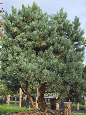 Afbeelding Zwergkiefer - Pinus sylvestris 'Watereri'