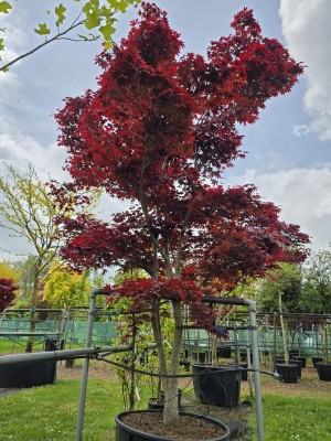 Afbeelding Japanse Esdoorn - Acer palmatum 'Bloodgood'