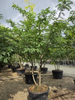 Afbeelding Falscher Christusdorn - Gleditsia triacanthos ‘Sunburst'
