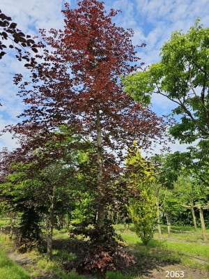 Afbeelding Rode beuk - Fagus sylvatica 'Atropunicea'