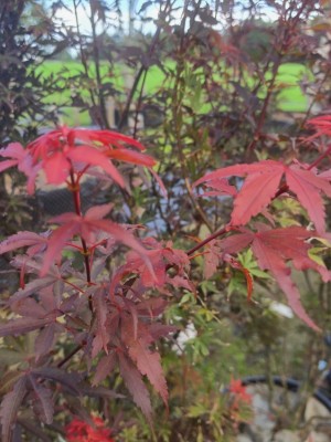 Afbeelding Japanse Esdoorn - Acer palmatum 'Skeeter's Broom'
