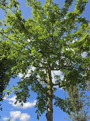Afbeelding Moeraseik - Quercus Palustris