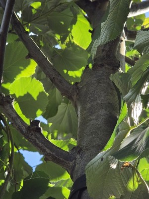 Afbeelding Silberlinde - Tilia tomentosa 'Brabant'