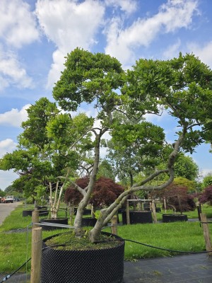 Afbeelding Stermagnolia - Magnolia stellata 'Rosea'