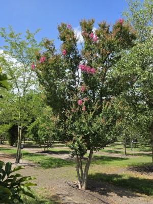 Afbeelding Lagerstroemia indica 'Rosea' - Lagerstroemia indica 'Rosea'