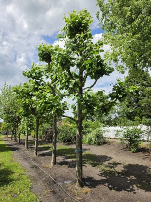 Afbeelding Franse knotplataan - Platanus x hispanica